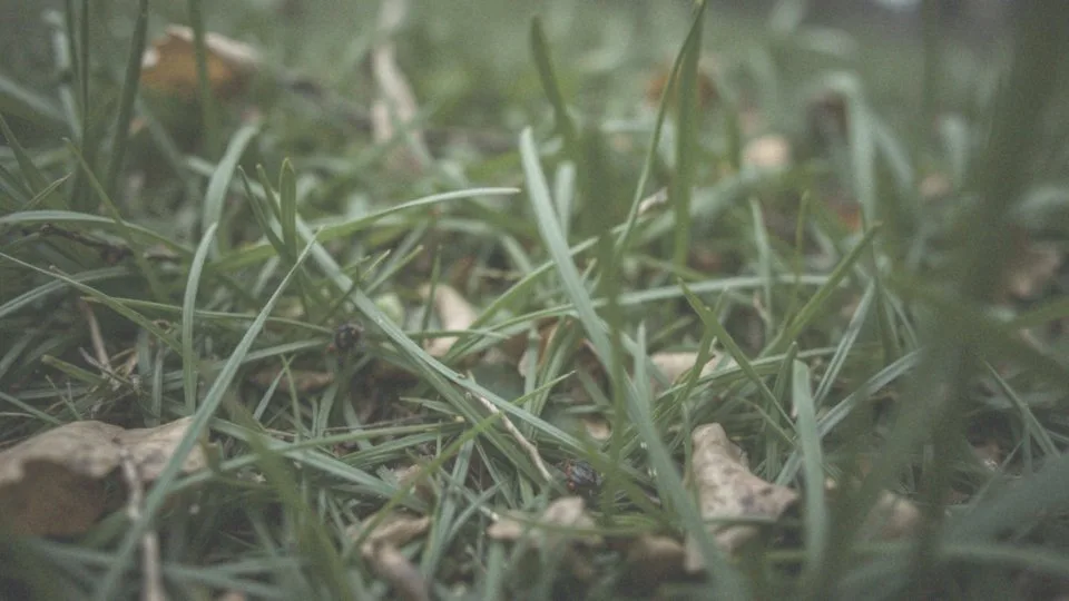 Jak ukąszenia kleszcza wpływają na ryzyko zakażenia?