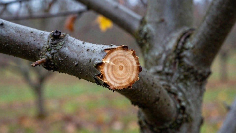 Jakie ryzyka niesie przycinanie jesienią?