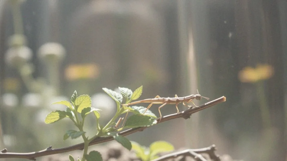 Czy patyczaki jedzą miętę? Sprawdź ich preferencje żywieniowe!